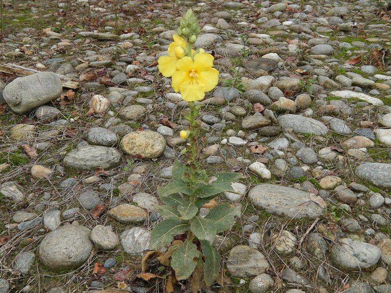 Verbascum phlomoides / Verbasco barbarastio